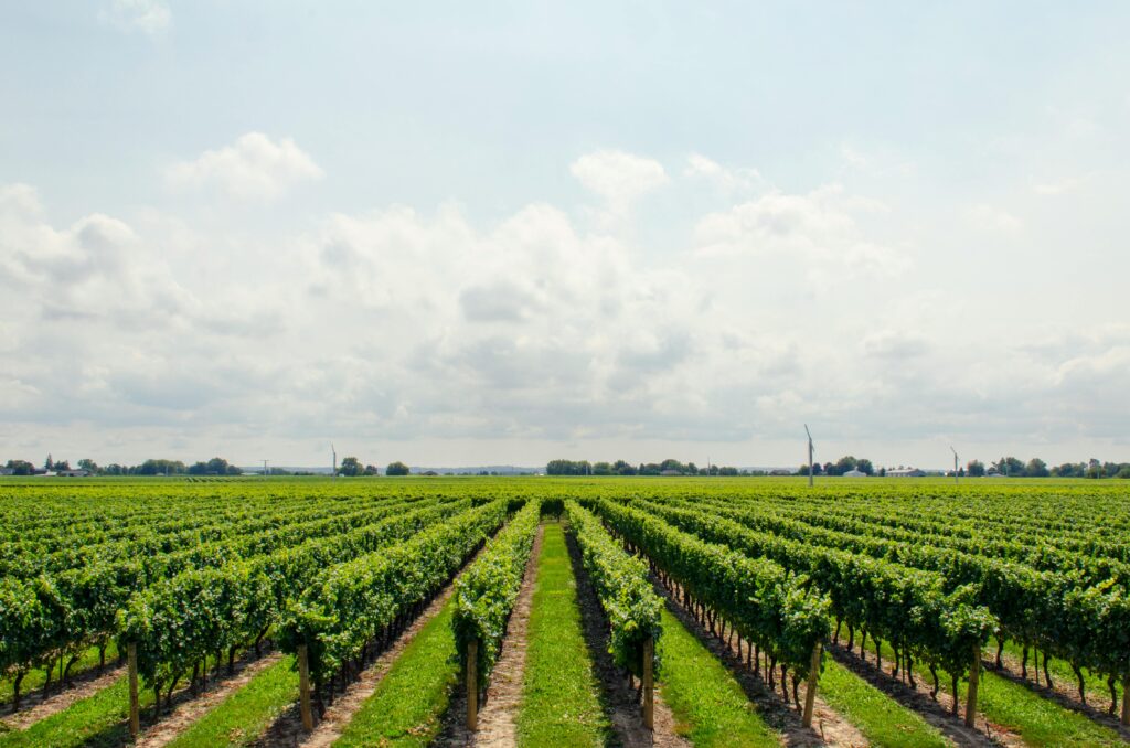 Expansive vineyard stretching under a bright, cloudy sky, perfect for wine production.