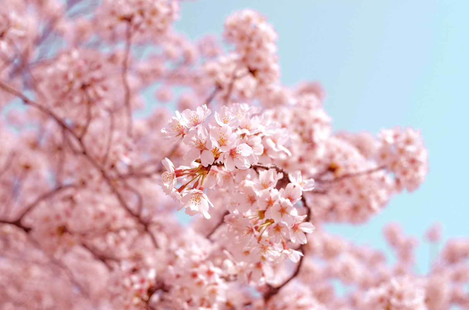Cherry Blossom in Japan: An Amazing Seasonal Delight